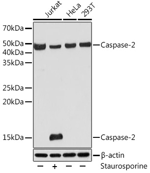 Caspase-2 Monoclonal Antibody [2Z10F1]