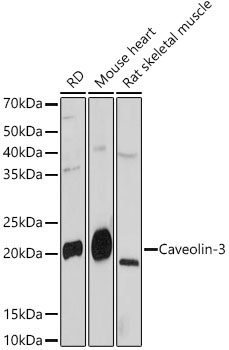 Caveolin-3 Monoclonal Antibody [4G5W2]