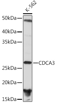 CDCA3 Monoclonal Antibody [1J5L2]