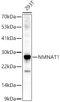 NMNAT1 Polyclonal Antibody