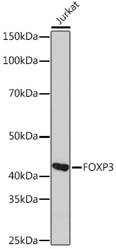 FOXP3 Monoclonal Antibody [6K3D9]