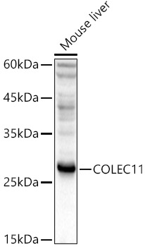 COLEC11 Polyclonal Antibody