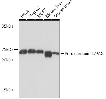 Peroxiredoxin 1/PAG Monoclonal Antibody [3F8X3]