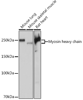 Myosin heavy chain Monoclonal Antibody [6V0G1]