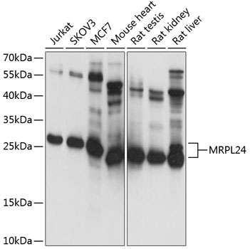 MRPL24 Polyclonal Antibody