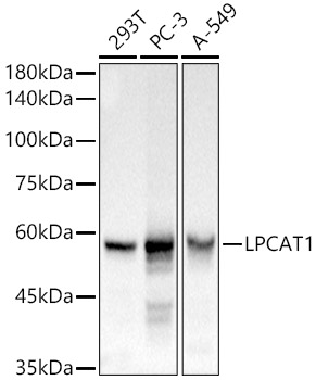 LPCAT1 Polyclonal Antibody