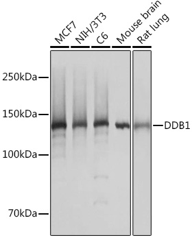 DDB1 Monoclonal Antibody [9L8X5]
