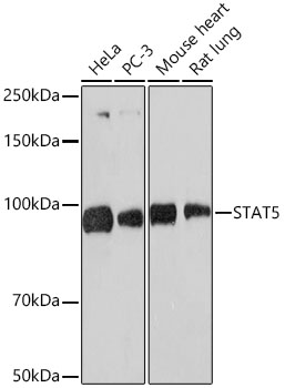 STAT5 Monoclonal Antibody [3J2A2]