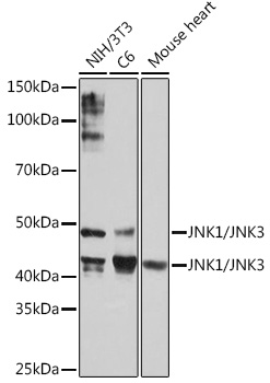 JNK1/JNK3 Monoclonal Antibody [8Q7S4]