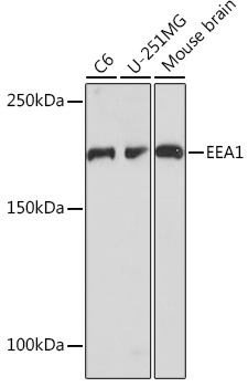 EEA1 Monoclonal Antibody [8S10A7]