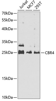CBR4 Polyclonal Antibody