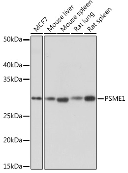 PSME1 Monoclonal Antibody [6H7X3]