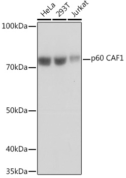 p60 CAF1 Monoclonal Antibody [7N0I2]