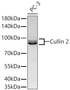 Cullin 2 Monoclonal Antibody [4Y7E4]
