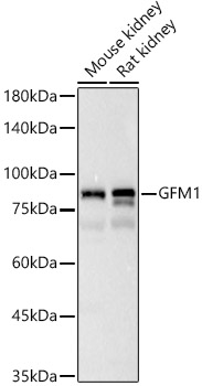 GFM1 Polyclonal Antibody