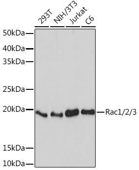 Rac1/2/3 Monoclonal Antibody [2J4S6]