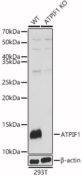 ATPIF1 Polyclonal Antibody