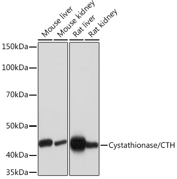 Cystathionase/CTH Monoclonal Antibody [7L3D0]