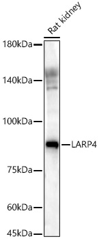 LARP4 Polyclonal Antibody