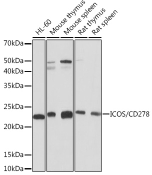 ICOS/CD278 Monoclonal Antibody [7H1F7]