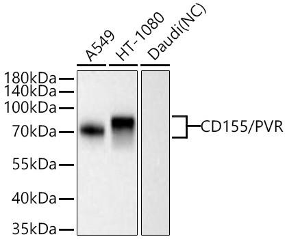 CD155/PVR Monoclonal Antibody