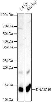 DNAJC19 Polyclonal Antibody