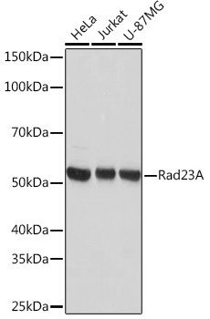 Rad23A Monoclonal Antibody [3B7T9]