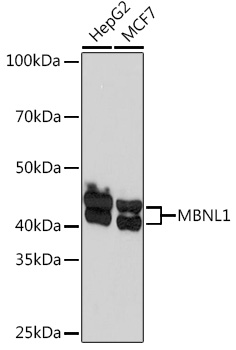 MBNL1 Monoclonal Antibody [7N6W3]