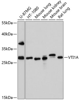 VTI1A Polyclonal Antibody