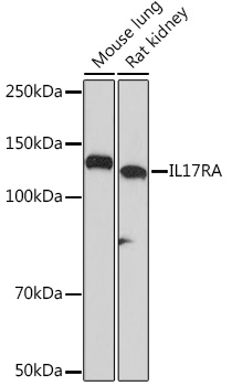 IL17RA Monoclonal Antibody