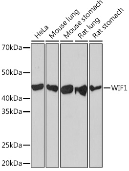 WIF1 Monoclonal Antibody [1X6C9]