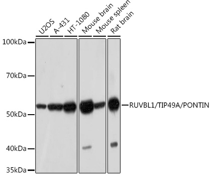 RUVBL1/TIP49A/PONTIN Monoclonal Antibody [7Q2U8]