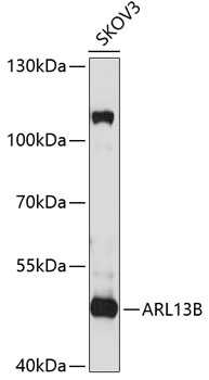 ARL13B Polyclonal Antibody