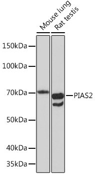 PIAS2 Monoclonal Antibody [4I6K6]