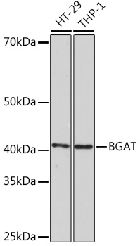 BGAT Monoclonal Antibody [2V4R0]