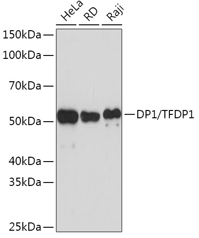 DP1/TFDP1 Monoclonal Antibody [8C0O3]