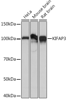 KIFAP3 Monoclonal Antibody [1S7J7]