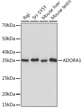 ADORA1 Monoclonal Antibody [8C3P3]&nbsp;<img src="images/icon_newarrival.gif" alt="new" border="0">
