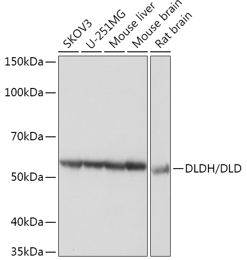 DLDH/DLD Monoclonal Antibody [3J2O9]