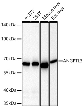 ANGPTL3 Monoclonal Antibody [4W9A7]