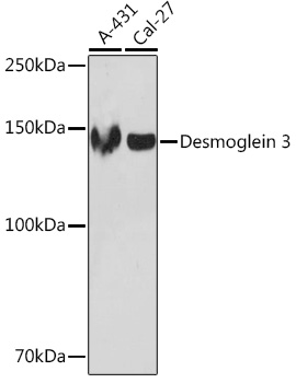 Desmoglein 3 Monoclonal Antibody [1T1D5]