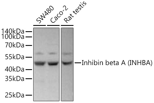 Inhibin beta A (INHBA) Monoclonal Antibody [1X6N9]