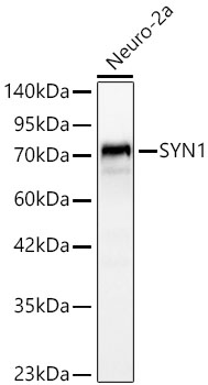 SYN1 Polyclonal Antibody