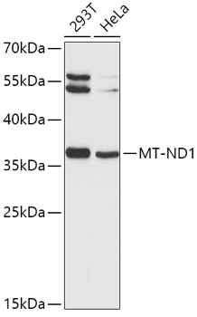 MT-ND1 Polyclonal Antibody