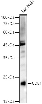 CD81 Polyclonal Antibody