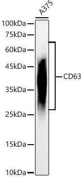 CD63 Polyclonal Antibody