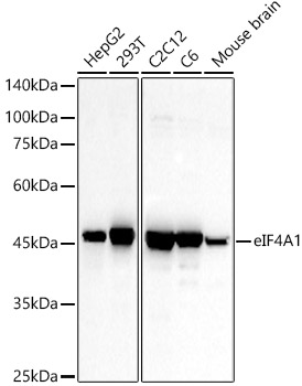 eIF4A1 Polyclonal Antibody