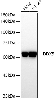 DDX5 Polyclonal Antibody