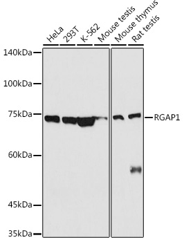 RGAP1 Polyclonal Antibody