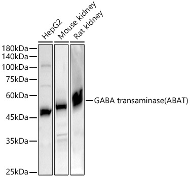 GABA transaminase (ABAT) Polyclonal Antibody